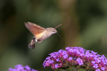 Hummingbird hawk-moth - Macroglossum stellatarum with Verbena bonariensis