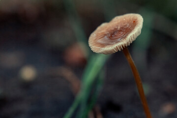 Pine cone fungus that grows spontaneously on cones falling from pine trees in the forest