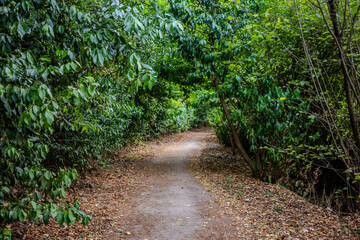 Narrow forest walking trail in Turkey