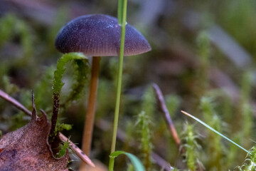 Strobilurus esculentus - edible fungus growing in early spring on fallen spruce cones