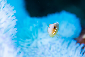 Pink anemonefish