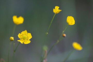 colorful flower, buttercup, spearwort, ranunculus repens