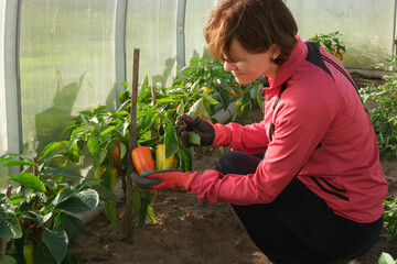 A middle-aged woman in a greenhouse holds a bell pepper in her hand, looks at it  and smiles. Gardening and horticulture