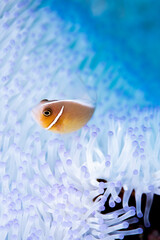 Pink anemonefish