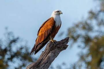 majestic bird of prey with brown and white feathers perched on a weathered tree branch under a clear blue sky