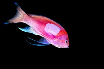 Squarespot anthias