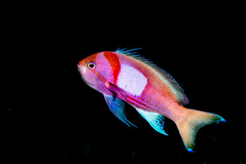 Squarespot anthias