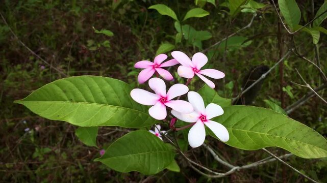 Kopsia Fruticosa Flower in Bloom