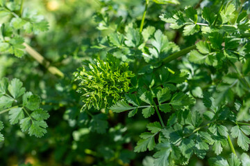Obraz premium Close-up of fresh green parsley in the garden