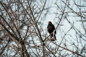 blackbird sitting on a branch in the winter time