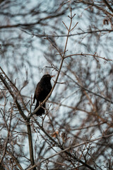 blackbird sitting on a branch in the winter time