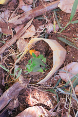 Damage to trees due to intense sunlight. Adverse effects on the environment due to human destruction of trees. Before a disaster, the unpleasant environmental conditions. bad nature of summer season