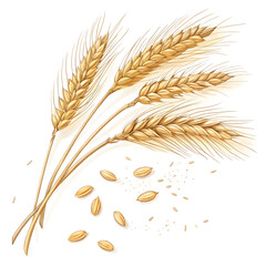 Rye grains isolated on white background, showing elongated, brownish seeds known for high fiber,