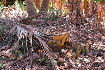 Damage to trees due to intense sunlight. Adverse effects on the environment due to human...
