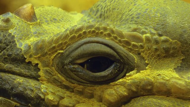 A close up of a lizards head and eye looking around on a sunny day