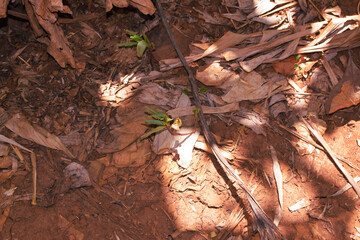 Damage to trees due to intense sunlight. Adverse effects on the environment due to human...