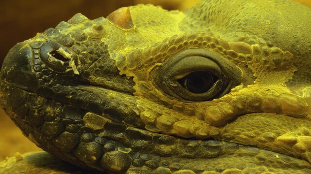 Close up of an iguana lizard head and eye watching around on a cloudy day