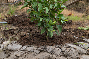 A young guava sapling newly planted in the tilled soil of a garden. Concept of growth, future, and sustainability