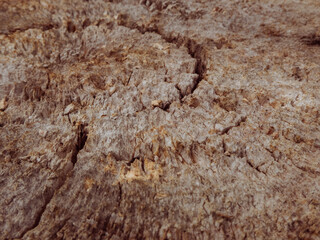 Detailed close-up of a weathered wooden texture.