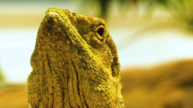 A close up of a lizards head and eye looking around on a sunny day