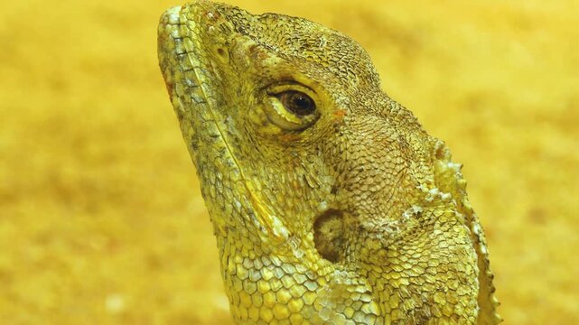 A close up of a lizards head and eye looking around on a sunny day