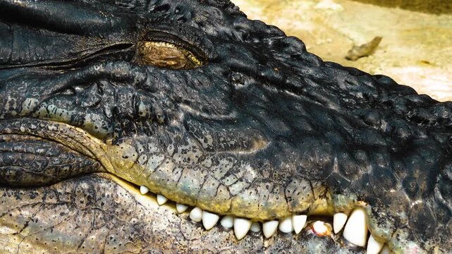 Close up of a very large crocodiles head opening his eye on a sunny day with slow zoom