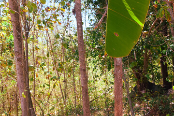 Damage to trees due to intense sunlight. Adverse effects on the environment due to human...
