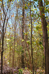 Damage to trees due to intense sunlight. Adverse effects on the environment due to human destruction of trees. Before a disaster, the unpleasant environmental conditions. bad nature of summer season