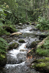 river in the forest