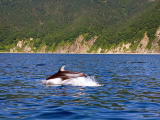 dolphin jumping out of water