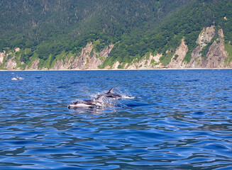 two dolphins in the sea