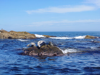 Seals on the rock