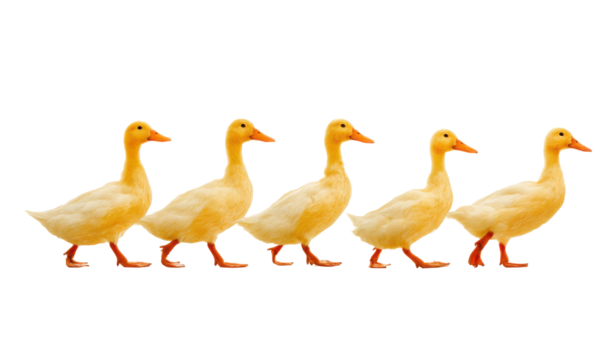 A row of six yellow ducks
