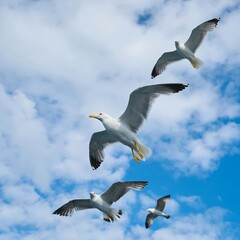 seagulls in flight