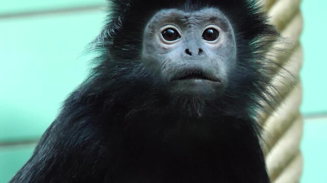 Close up of a young Javan lutung monkey face looking around