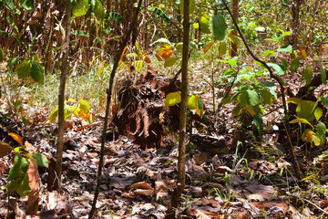Damage to trees due to intense sunlight. Adverse effects on the environment due to human destruction of trees. Before a disaster, the unpleasant environmental conditions. bad nature of summer season