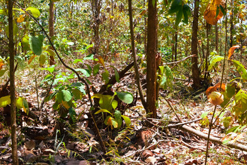 Damage to trees due to intense sunlight. Adverse effects on the environment due to human...