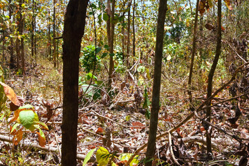 Damage to trees due to intense sunlight. Adverse effects on the environment due to human...