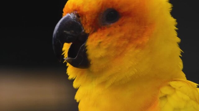 Close up head of a sun conure parrot, sitting on a tree branch on a sunny spring day