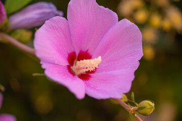 Obraz premium Mugunghwa, rose of the Sharon, hibiscus syriacus flower, South Korea.
