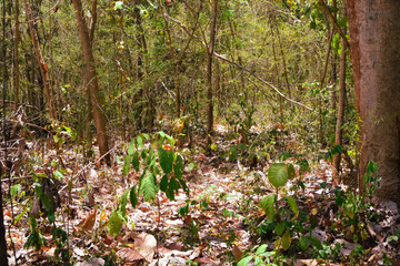 Damage to trees due to intense sunlight. Adverse effects on the environment due to human...