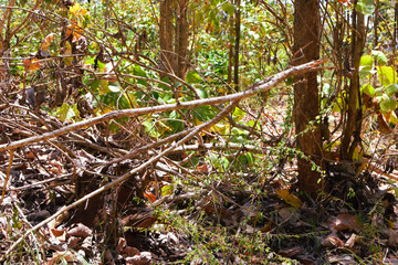 Damage to trees due to intense sunlight. Adverse effects on the environment due to human...