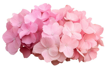 Vibrant pink hortensia flowers effortlessly showcase their delicate beauty against a transparent background with magnificent details and hues