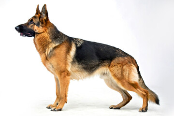 german shepherd dog