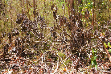 Damage to trees due to intense sunlight. Adverse effects on the environment due to human destruction of trees. Before a disaster, the unpleasant environmental conditions. bad nature of summer season