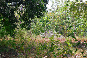 Damage to trees due to intense sunlight. Adverse effects on the environment due to human destruction of trees. Before a disaster, the unpleasant environmental conditions. bad nature of summer season