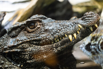 Close-up photo of a crocodile head showing sharp teeth and textured skin. High resolution wildlife photography