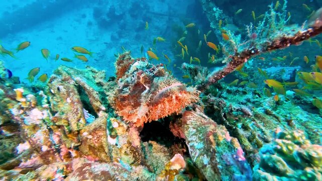 Bearded scorpionfish Scorpaenopsis barbata hiding camouflaged on tropical reef underwater shipwreck