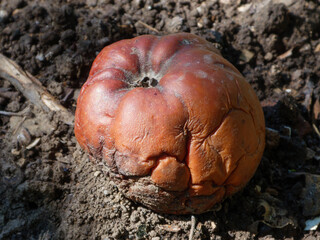 Rotting Apple on Ground in the Sun