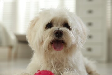 Cute white Maltese dog with toy at home